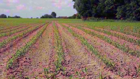 Les autorités américaines ont annoncé une augmentation du nombre d'acres dédiés au maïs par rapport à un précédent rapport mensuel dévoilé mi-juin (à 91,7 millions d'acres contre 89,8 millions). (©Pixabay)