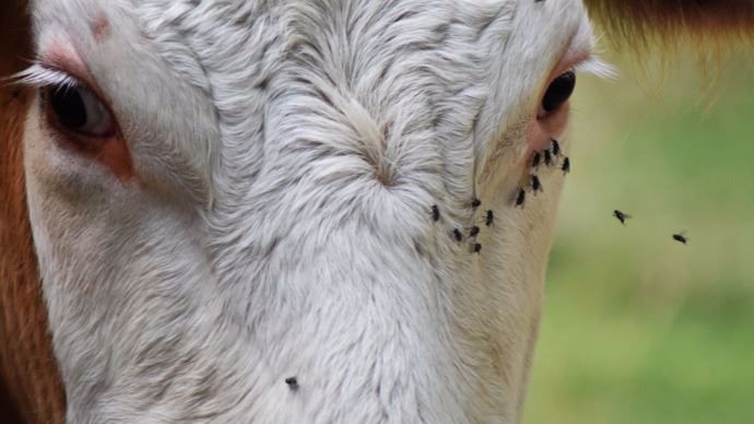 Mouches sur les vaches