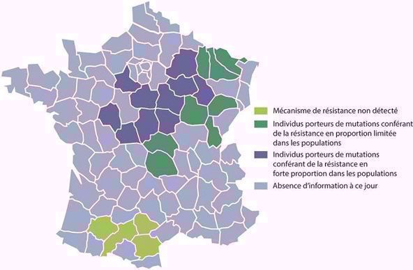 Niveau de résistance des populations de charançons du bourgeon terminal en 2018