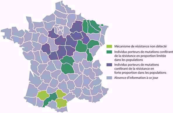 Niveau de résistance des populations de charançons du bourgeon terminal en 2019