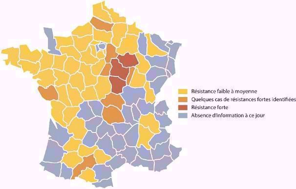 Niveau de résistance des populations de grosses altises en 2018