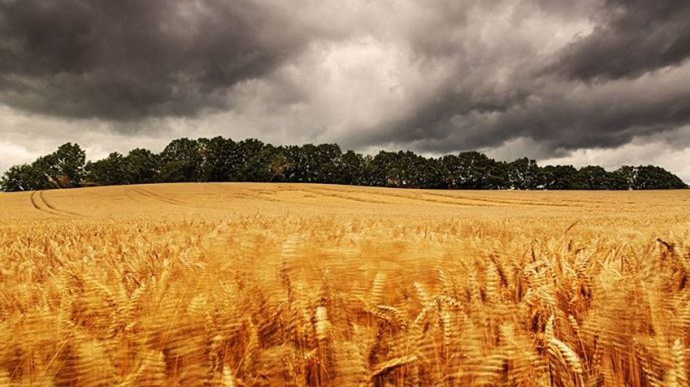 Avec la multiplication des aléas climatiques, les acteurs du monde agricole cherchent des solutions pour se protéger. (©Ingo Bartussek/Fotolia)