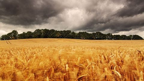 Avec la multiplication des aléas climatiques, les acteurs du monde agricole cherchent des solutions pour se protéger. (©Ingo Bartussek/Fotolia)