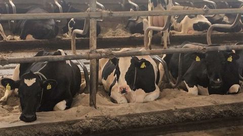 Au Danemark, la moyenne des élevages laitiers se situe autour de 270 vaches laitières. (©BTPL) Au Danemark, la moyenne des élevages laitiers se situe autour de 270 vaches laitières. (©BTPL)