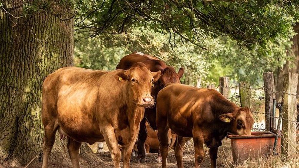  Les cours ont baissé en juillet pour les bovins finis, mâles comme femelles, les veaux de 8 jours et les broutards. (©Pixabay)