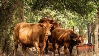 Les cours ont baissé en juillet pour les bovins finis, mâles comme femelles, les veaux de 8 jours et les broutards. (©Pixabay) Les cours ont baissé en juillet pour les bovins finis, mâles comme femelles, les veaux de 8 jours et les broutards. (©Pixabay)