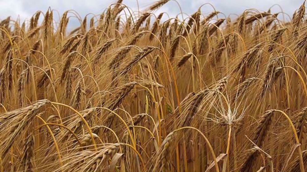 Plus de la moitié des agriculteurs dépassent les 70 q/ha en orge cette année. (©Pixabay)