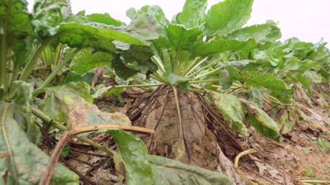 La souplesse de travail et le temps gagné par l’agriculteur grâce à la délégation sont deux gros avantages de l'ETA. (©Terre-net Média)