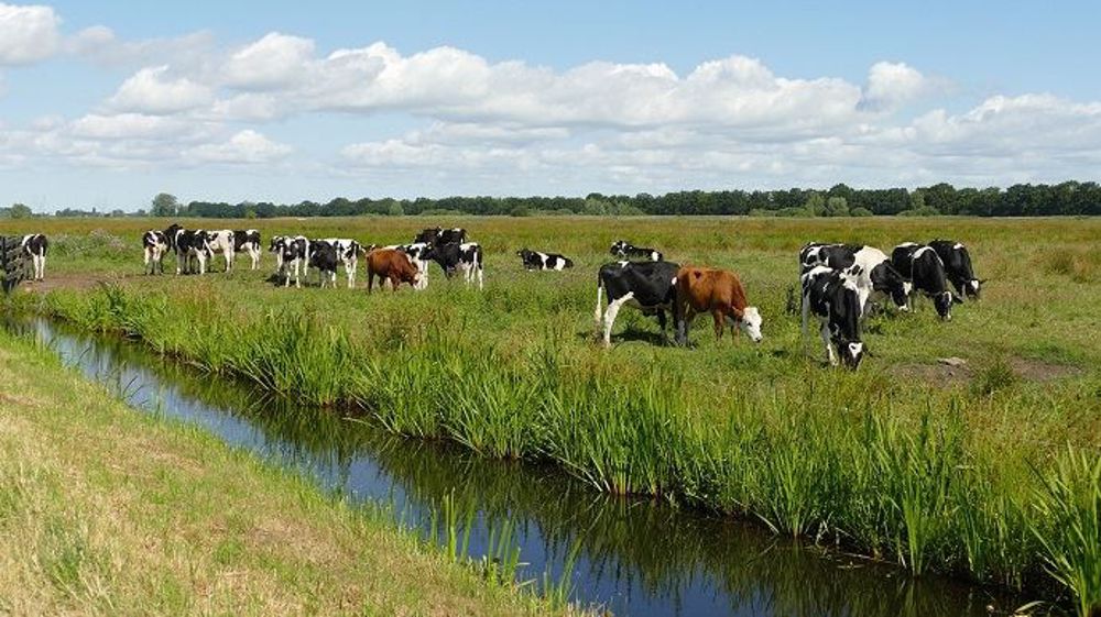 « Les terres doivent permettre de cultiver notre nourriture, fournir la biodiversité et l'eau douce, donner du travail à des milliards de personnes et capturer des milliards de tonnes de carbone », explique Piers Forster, professeur sur le changement climatique à l'université de Leeds. (©Pixabay)