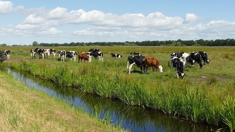 « Les terres doivent permettre de cultiver notre nourriture, fournir la biodiversité et l'eau douce, donner du travail à des milliards de personnes et capturer des milliards de tonnes de carbone », explique Piers Forster, professeur sur le changement climatique à l'université de Leeds. (©Pixabay)
