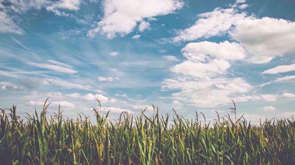 La production totale de maïs devrait être de 99,3 millions de tonnes, en hausse de 23 % par rapport à celle de 2017-2018. (©Pixabay)