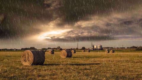 Les pluies françaises profitent aux cultures de maïs et semis de colza. (©PixaBay)
