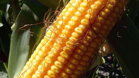 Le maïs a toutefois fini en net recul sur l'ensemble de la semaine, dégringolant de près de 9 %, sa plus lourde chute hebdomadaire depuis 2016. (©Terre-net Média)