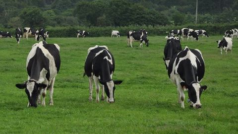 Applifarm présente Smart grazing, un monitoring du temps de pâturage. (©Terre-net Média) Applifarm présente Smart grazing, un monitoring du temps de pâturage. (©Terre-net Média)