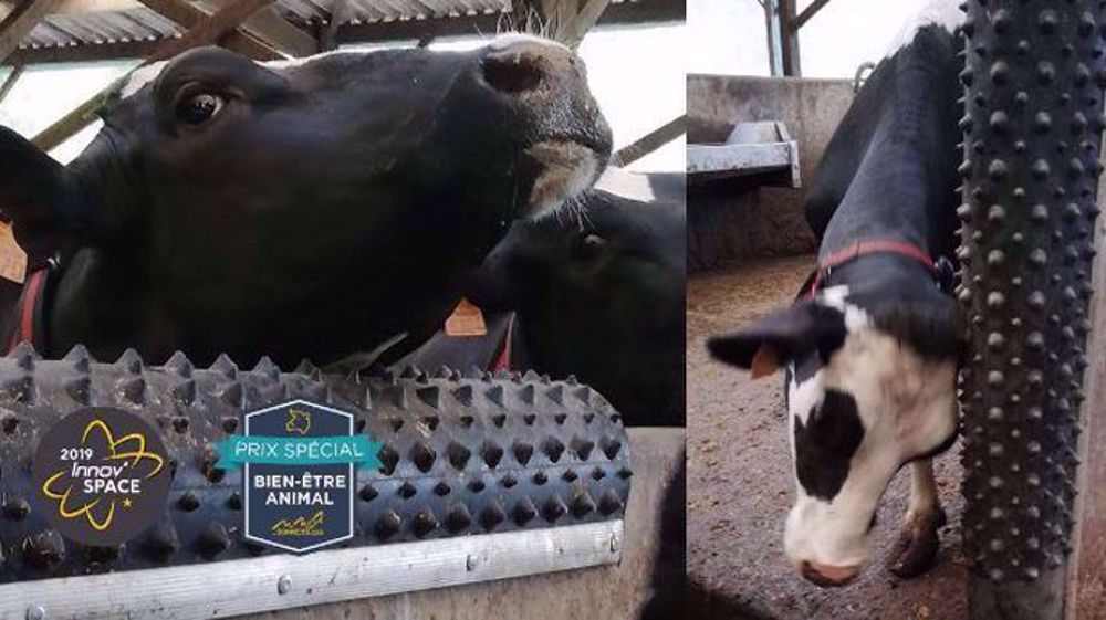 Les vaches se grattent en toute autonomie avec Dairy Scratchy.