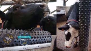 Les vaches se grattent en toute autonomie avec Dairy Scratchy. Les vaches se grattent en toute autonomie avec Dairy Scratchy.