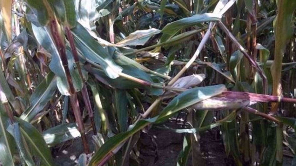 Forte pression de pyrale sur maïs fourrage avant récolte : perte de rendement liée à la casse de tige et à la chute d’épis. (©Arvalis-Institut du végétal)