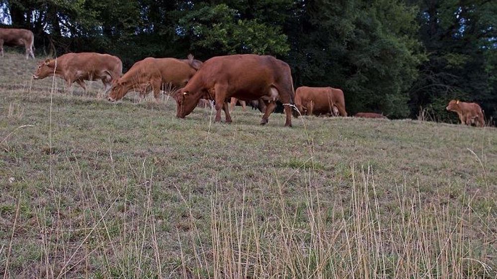 Les éleveurs de : la Corrèze, le Doubs, l'Eure, la Meuse, le Pas de Calais, les Yvelines, le Territoire de Belfort, l'Essonne et le Val d'Oise, peuvent désormais faucher leurs jachères.  (©Pixabay)