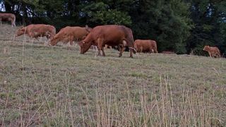 Les éleveurs de : la Corrèze, le Doubs, l'Eure, la Meuse, le Pas de Calais, les Yvelines, le Territoire de Belfort, l'Essonne et le Val d'Oise, peuvent désormais faucher leurs jachères. (©Pixabay) Les éleveurs de : la Corrèze, le Doubs, l'Eure, la Meuse, le Pas de Calais, les Yvelines, le Territoire de Belfort, l'Essonne et le Val d'Oise, peuvent désormais faucher leurs jachères. (©Pixabay)