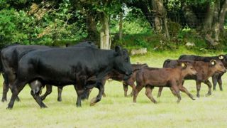 Pour rappel, l'accord UE-Mercosur prévoit l'ouverture du marché européen à 99 000 t de viande bovine sud-américaine. (©Terre-net Média) Pour rappel, l'accord UE-Mercosur prévoit l'ouverture du marché européen à 99 000 t de viande bovine sud-américaine. (©Terre-net Média)