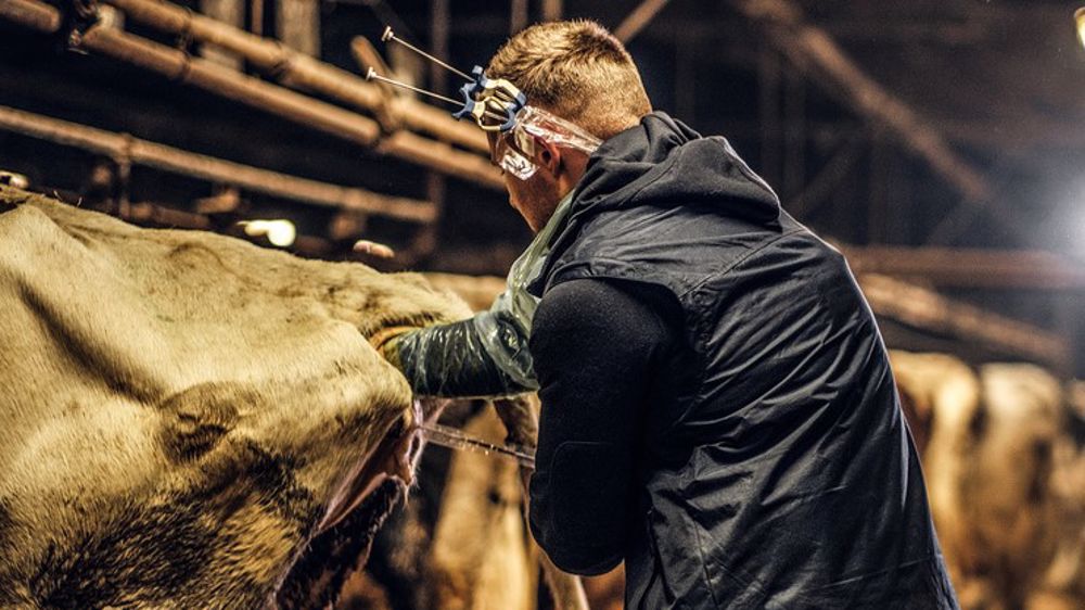 L'insémination artificielle est un acte réalisable par l'éleveur lui-même à condition d'en maîtriser la technique. (©Fotolia)