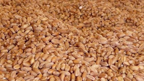Selon agritel, la campagne 2019-2020 démarre avec un marché du blé plus équilibré que lors des campagnes précédentes. (©Terre-net Média)