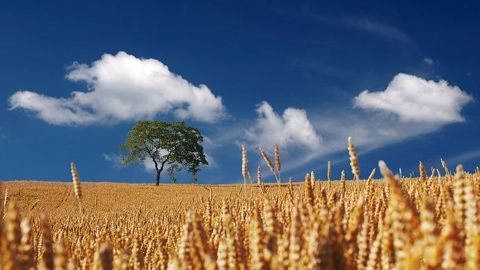 L'été 2019 a été réellement très chaud, sec et très ensoleillé. (©Pixabay)