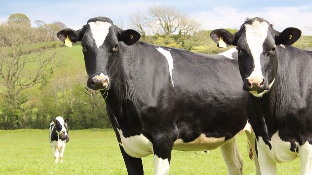 La ferme de Trévarez ne conserve que les génisses dont elle a besoin, limite le renouvellement des vaches laitières et a avancé de 26 à 24 mois l'âge moyen du premier vêlage. (©Pixabay)