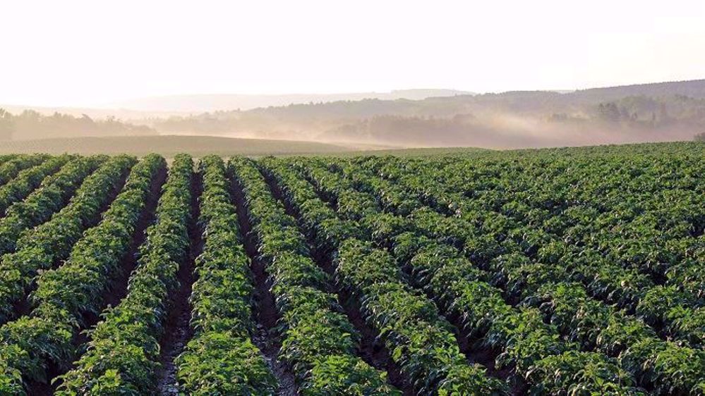 La production de pommes de terre est attendue entre 27 et 27,5 Mt dans les pays du NEPG.