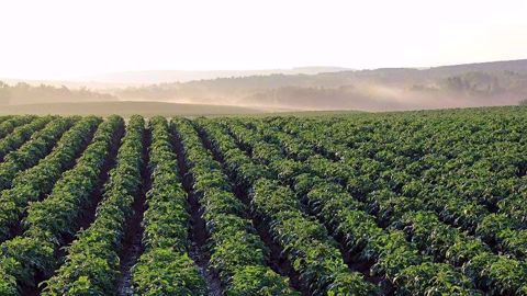 La production de pommes de terre est attendue entre 27 et 27,5 Mt dans les pays du NEPG.