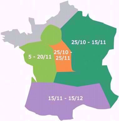 Dates de semis conseillées pour le pois d'hiver