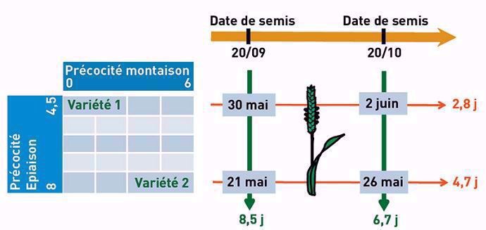  Couple de précocité et de date de semis adapté à la Lorraine