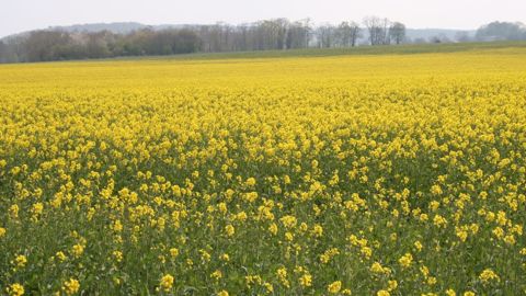 Les producteurs de colza devraient bientôt bénéficier d'une nouvelle voie de valorisation des protéines de leur culture. (©TNC)