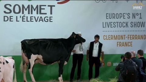 Laudu Jetset couronnée grande championne holstein