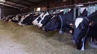 Puiser dans les réserves corporelles de façon importante peut être néfaste pour la reproduction des vaches, notamment hautes productrices. (©Terre-net Média) Puiser dans les réserves corporelles de façon importante peut être néfaste pour la reproduction des vaches, notamment hautes productrices. (©Terre-net Média)
