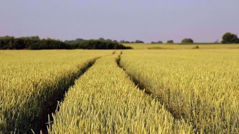 Les exports de blé européen vers l'Algérie sont en forte baisse par rapport à l'année dernière.  