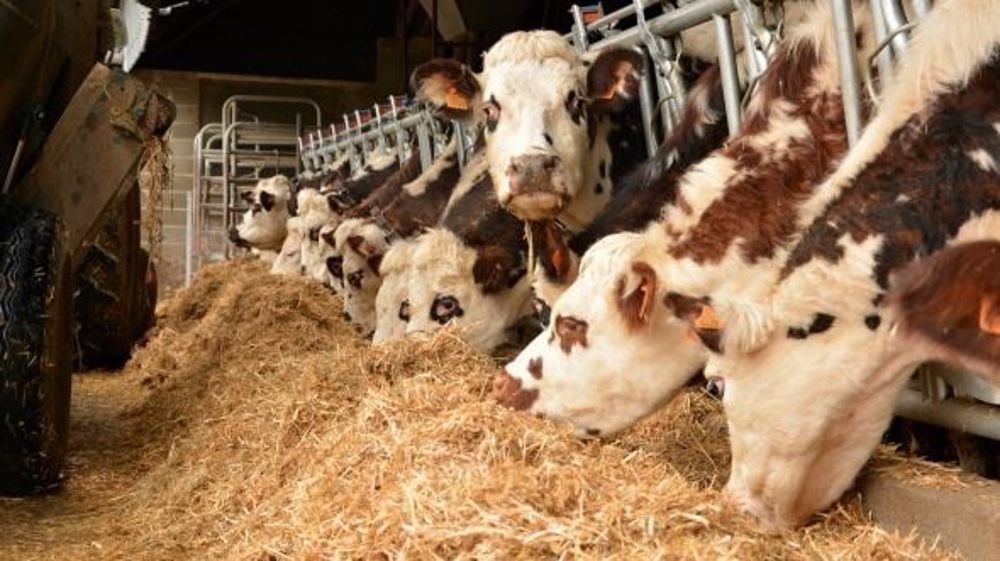 Depuis l'incendie, les animaux dans les communes soumises au restriction doivent être confinés en bâtiment. (©Terre-net Média)