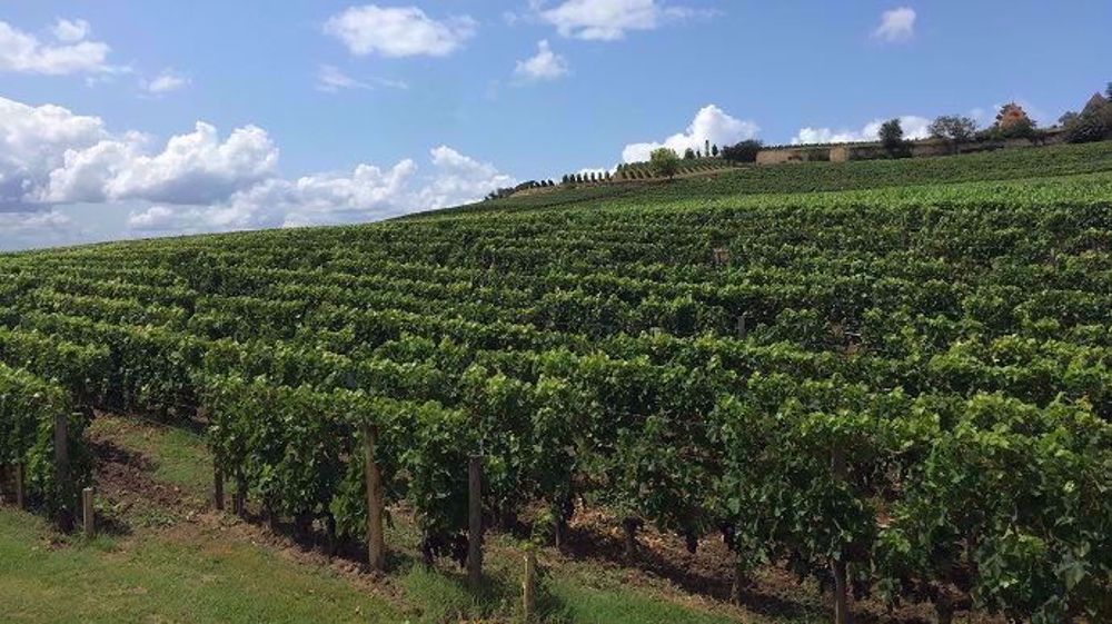 Philippe Ducourt, vigneron dans le Bordelais, qui exploite avec son fils 450 hectares dont 25 ha sans glyphosate, estiment qu'il est impossible de se passer complètement de cet herbicide en raison « d'impasses techniques pour les grandes surfaces » agricoles. (©Terre-net Média)