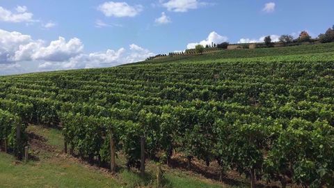 Philippe Ducourt, vigneron dans le Bordelais, qui exploite avec son fils 450 hectares dont 25 ha sans glyphosate, estiment qu'il est impossible de se passer complètement de cet herbicide en raison « d'impasses techniques pour les grandes surfaces » agricoles. (©Terre-net Média)