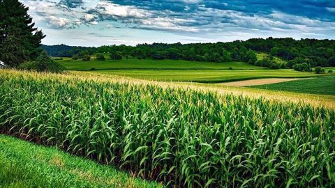 La guerre commerciale entre la Chine et les États-Unis impacte fortement le secteur agricole.