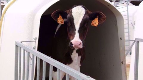 Une génisse présentant des lésions pulmonaires durant ses 2 premiers mois de vie aura une production laitière inférieur de 550 kg de lait sur sa première lactation. (©Terre-net Média) Une génisse présentant des lésions pulmonaires durant ses 2 premiers mois de vie aura une production laitière inférieur de 550 kg de lait sur sa première lactation. (©Terre-net Média)