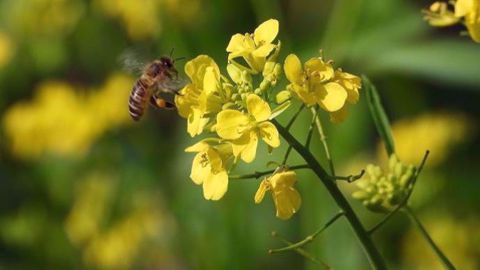 Abeille et colza (©Pixabay)
