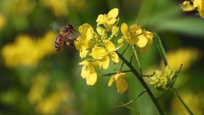 Abeille et colza