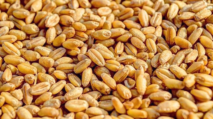Grains de blé