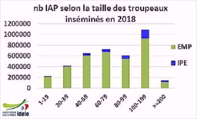 L’activité IA IPE représente 15% de l’activité totale IA dans les grands troupeaux (plus de 100 femelles inséminées) et seulement 9% pour les troupeaux de moins de 100 IAP. 