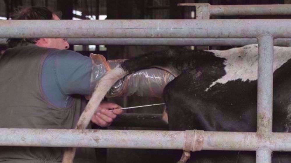 Si pratiquer l'IPE donne plus d'autonomie aux éleveurs, ils ne doivent pas pour autant oublier leurs obligations de déclaration. (©Idele)