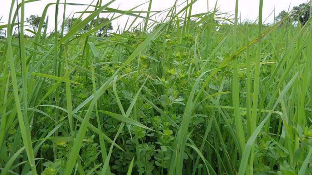 Pas moins de 16 espèces et 458 variétés de fourragères sont recensées par le Gnis. (©Terre-net Média)