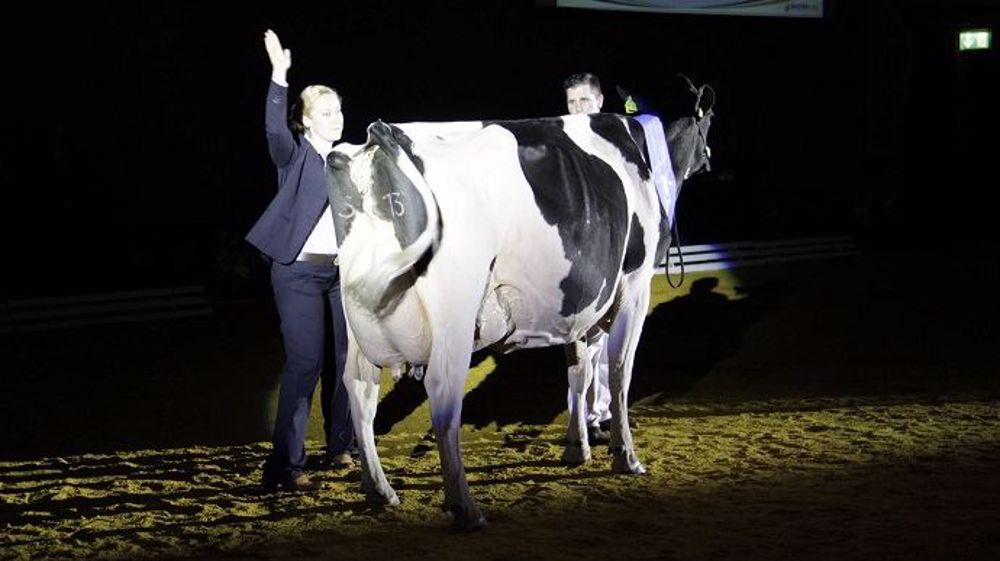 Votez pour élire la vache de l'année 2019. (©PHF)