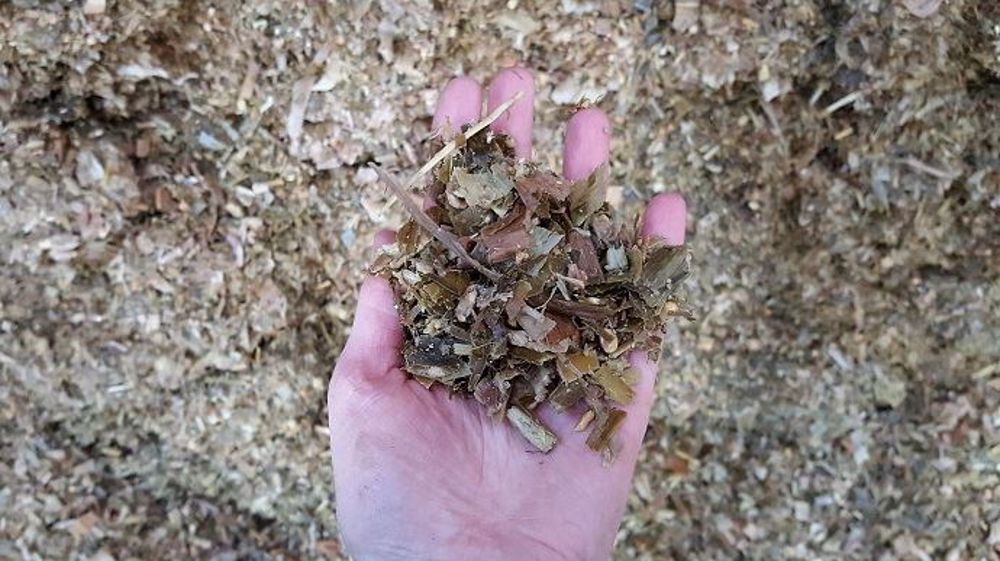 Digestibilité et amidon : l'analyse du maïs permettra de connaitre la qualité du fourrage pour caler la ration. (©Terre-net Média)