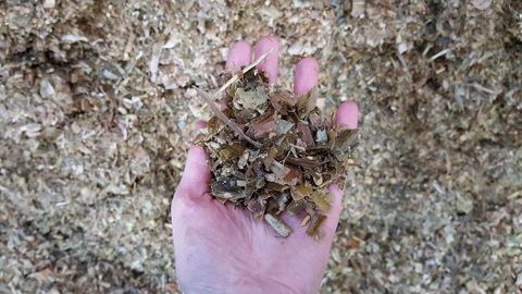 Digestibilité et amidon : l'analyse du maïs permettra de connaitre la qualité du fourrage pour caler la ration. (©Terre-net Média) Digestibilité et amidon : l'analyse du maïs permettra de connaitre la qualité du fourrage pour caler la ration. (©Terre-net Média)